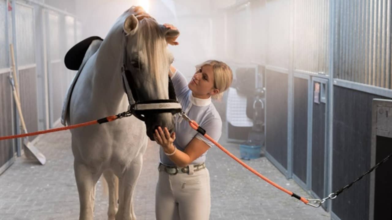 Talpa Paard Van Britt Dekker Leidt Niet Tot Naheffing Belastingdienst Nu Het Laatste Nieuws Het Eerst Op Nu Nl