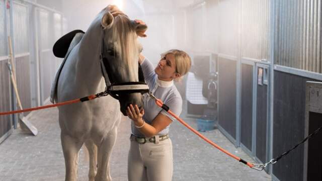 Talpa Paard Van Britt Dekker Leidt Niet Tot Naheffing Belastingdienst Nu Het Laatste Nieuws Het Eerst Op Nu Nl