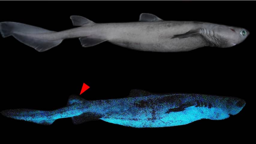 Drie soorten lichtgevende haaien ontdekt bij Nieuw-Zeeland