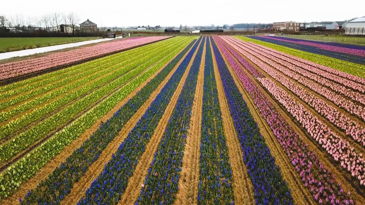 Beeld uit video: Dronebeelden van opkomende bollenvelden Lisse