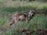 Wolf die begin deze maand in Stroe werd gevonden blijkt doodgeschoten