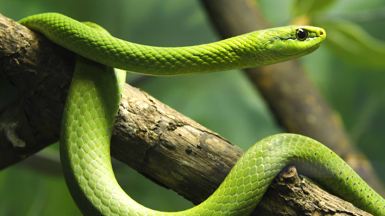 Hunt for Escaped Green Mamba: Likely Hiding Behind Plaster Wall