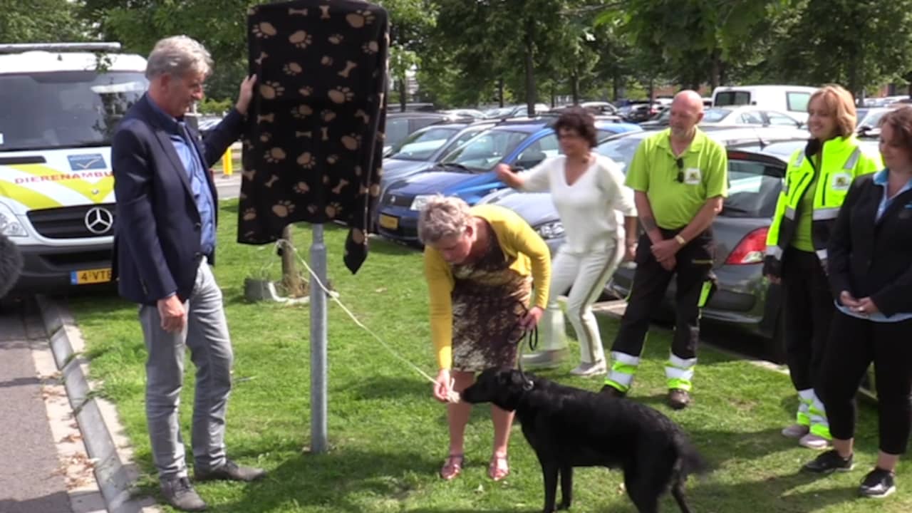 Beeld uit video: Dierenbescherming waarschuwt hondenbezitters voor hitte met nieuw bord
