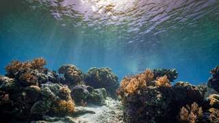 Na 20 jaar is er dan een verdrag: hoe gaat de VN de oceanen beschermen?