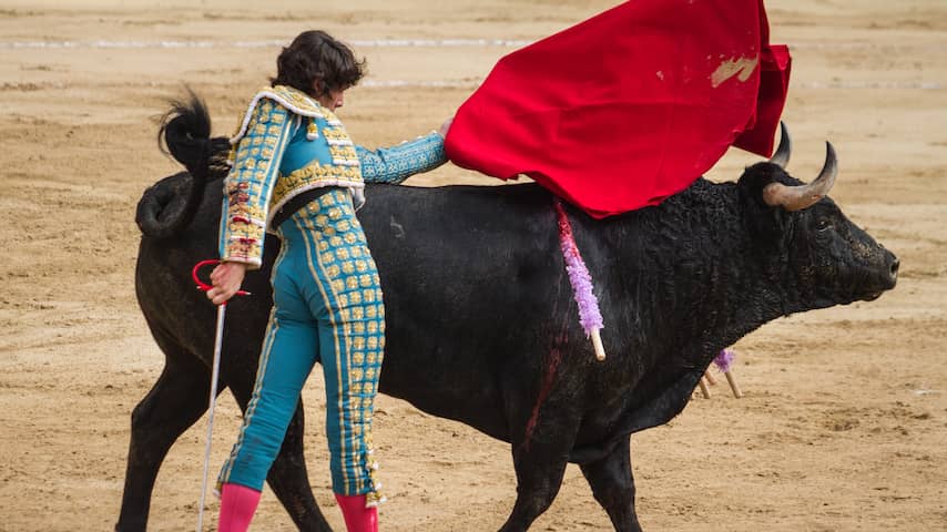 Stierenvechten is vanaf 2028 in Colombia verboden