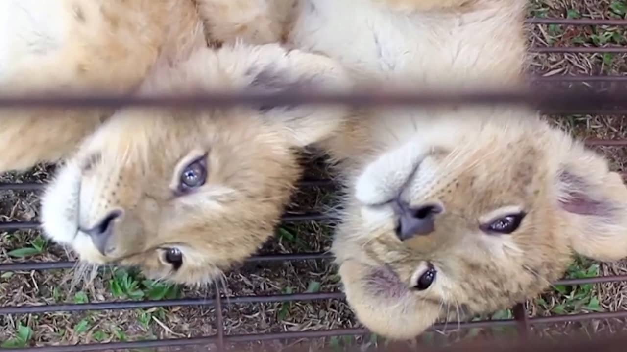 Indonesische politie stopt smokkel van meerdere wilde dieren