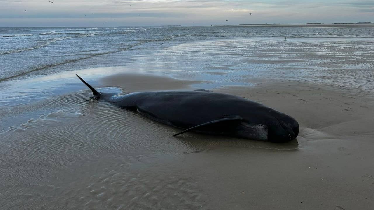 Rare Pilot Whale Stranding on Vlieland Sparks Research Interest at Utrecht University