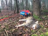 Jonge wolf doodgereden op Noord-Veluwe
