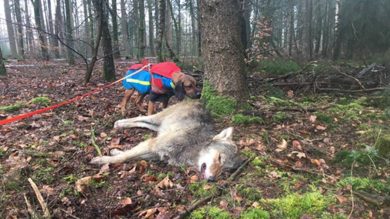 Jonge wolf doodgereden op Noord-Veluwe
