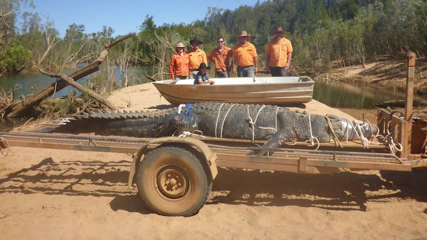 Australische parkwachters vangen 4,7 meter lange krokodil