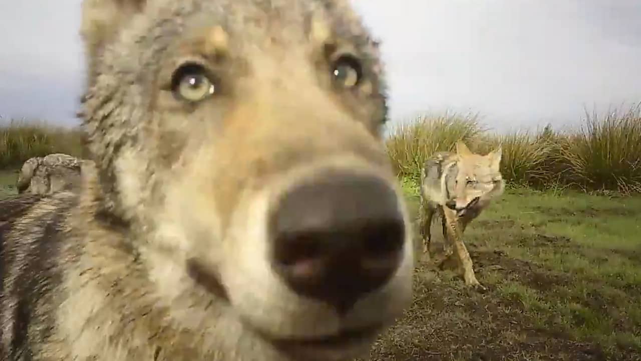 Beeld uit video: Nieuwe beelden van spelende wolvenwelpen in Belgisch-Limburg