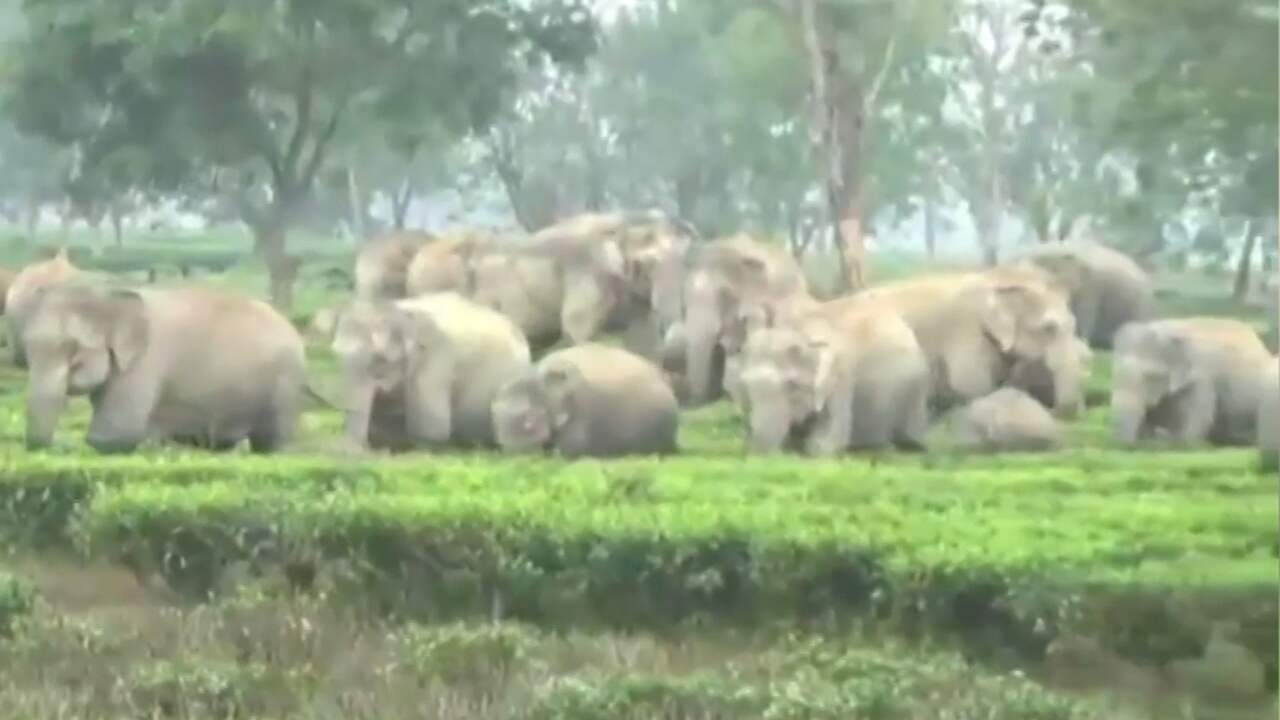 Tientallen olifanten plunderen plantage in India