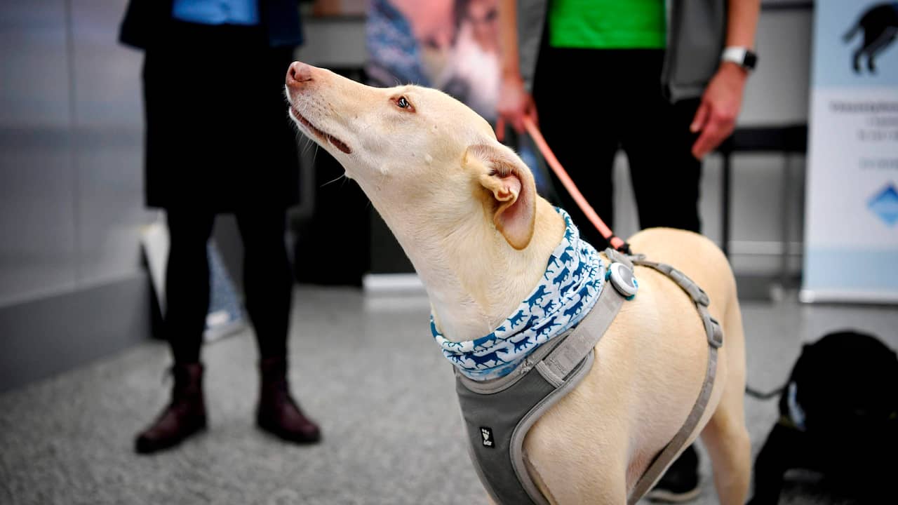 Helsinki airport uses dogs to recognize coronavirus |  NOW