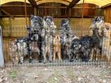 Ruim honderd verwaarloosde honden weggehaald bij hardleerse fokker in Deurne