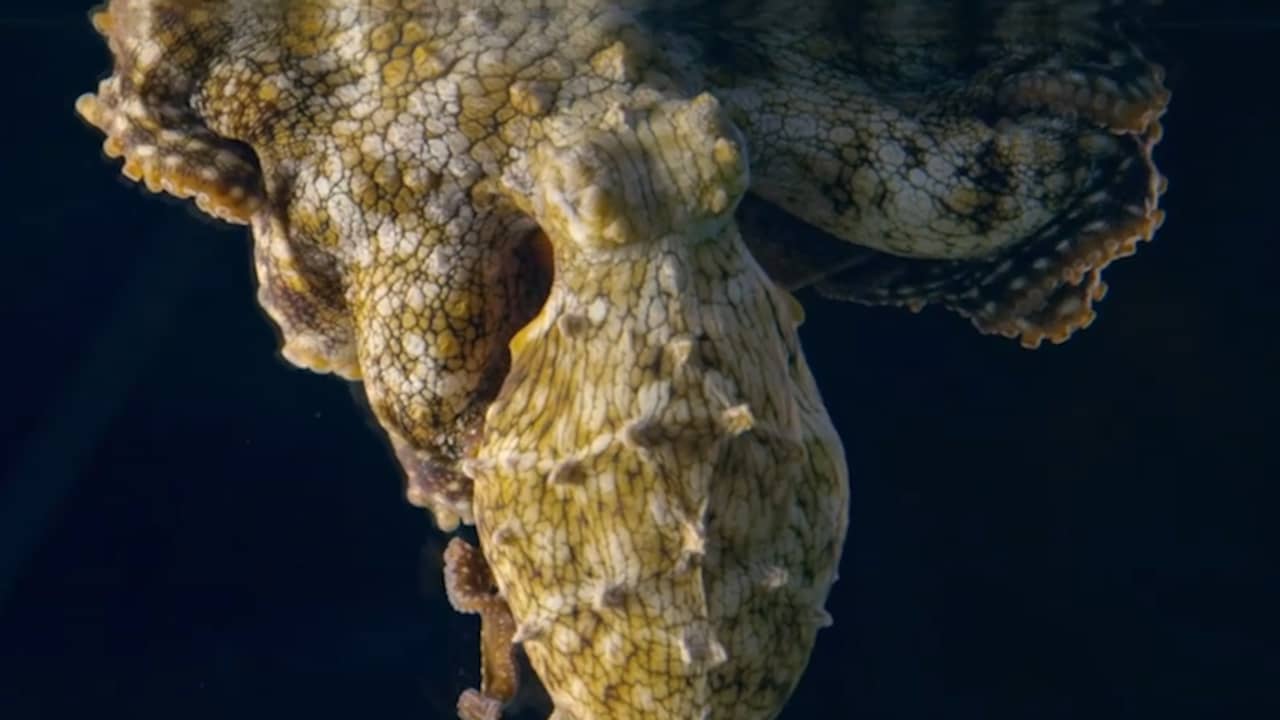 Beeld uit video: Dromende octopus kan van kleur veranderen