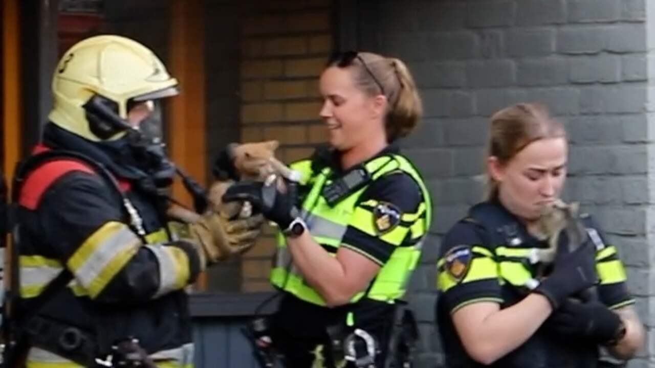 Beeld uit video: Brandweer haalt kittens uit brandend appartement in Drachten