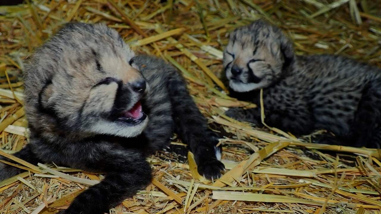 Beeld uit video: Beekse Bergen filmt pasgeboren cheeta's in het stro