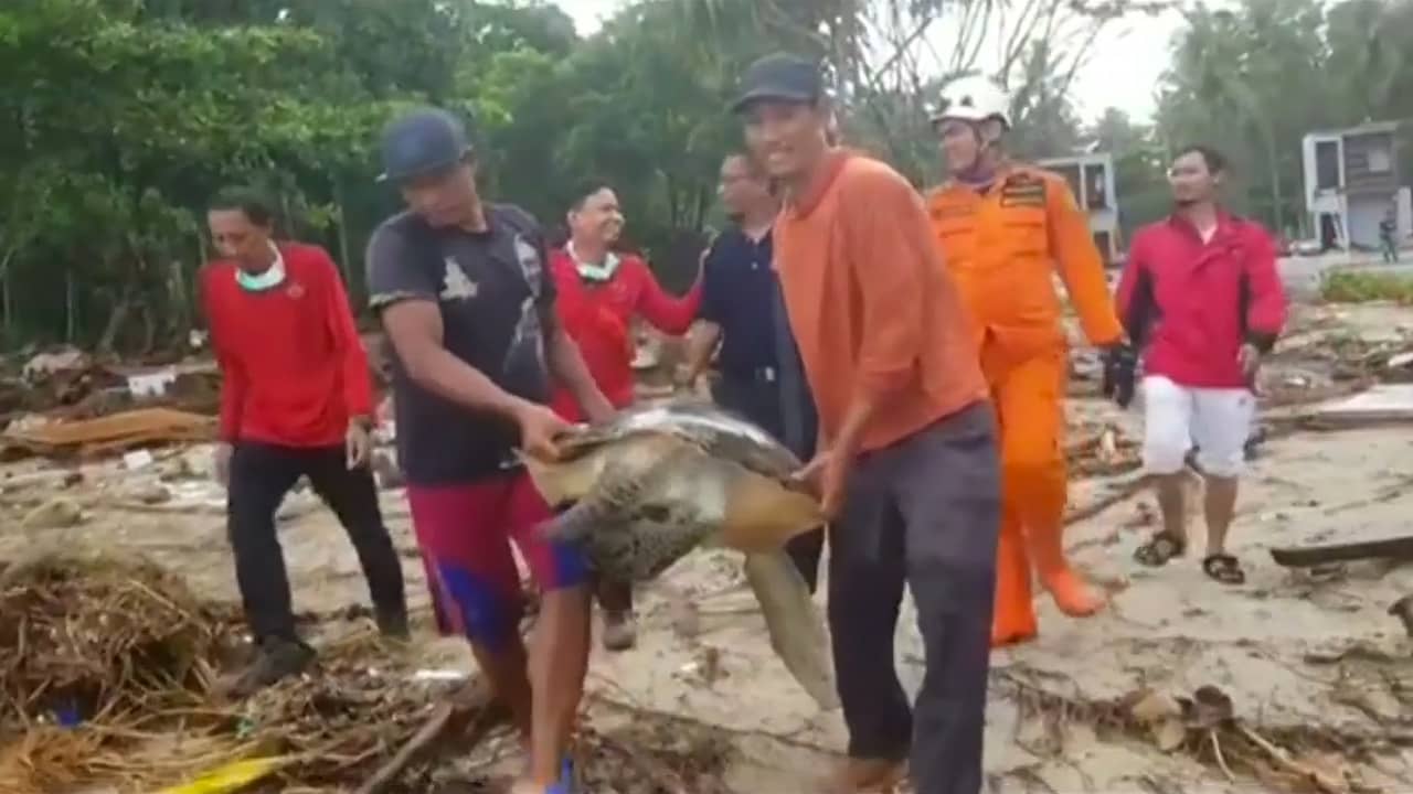 Beeld uit video: Hulpverleners Java brengen schildpadden naar zee na tsunami