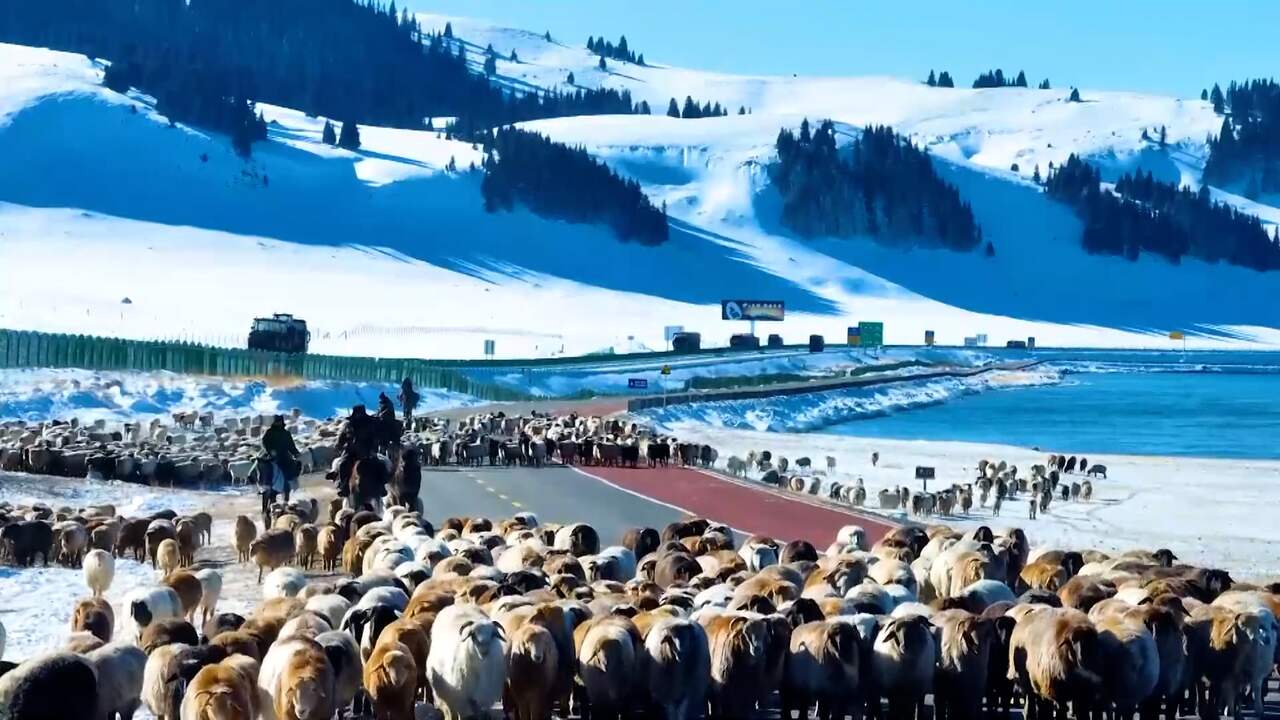 Beeld uit video: Luchtbeelden tonen bijzondere tocht van kudde schapen