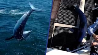 Haai springt uit water en belandt in vissersboot