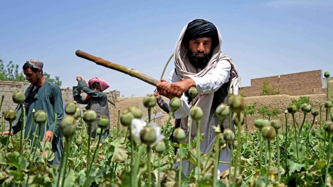 The Taliban’s Ban on Opium Poppy Cultivation in Afghanistan: Decline in Production and Its Impact on the Economy