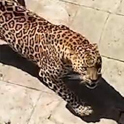 Video | Luipaard jaagt inwoners Indiase stad de stuipen op het lijf