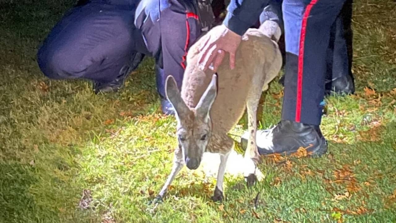 Seekor kanguru yang melarikan diri meninju wajah seorang petugas polisi Kanada  binatang