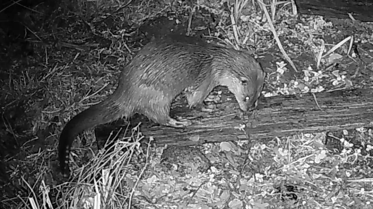 Beeld uit video: Eerste beelden van otter die na 50 jaar terug is in Amsterdam