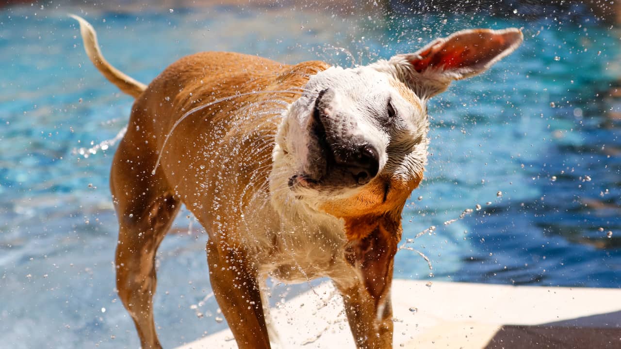 Wet towel not dangerous for dogs (but not useful either) |  NOWchecks