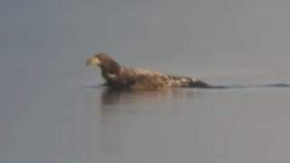 Kletsnatte zeearend zwemt door Biesbosch met meerkoet in klauwen