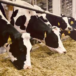 Melkveehouders dreigen overleg over landbouwakkoord te verlaten