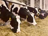 Melkveehouders dreigen overleg over landbouwakkoord te verlaten