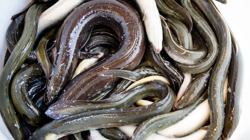 Supermarkt Nettorama roept paling terug wegens gevaarlijke bacterie