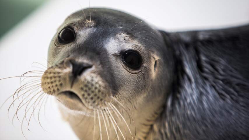 Goed nieuws: Tien dagen kraamverlof en 40.000 zeehonden in Waddenzee
