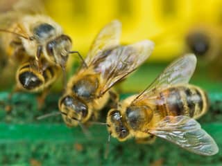 Feit of fabel: Honing is net zo 'ongezond' als suiker