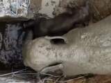 Thaise reddingswerkers bevrijden babyolifant uit diepe put