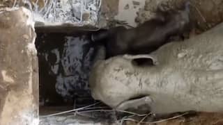 Thaise reddingswerkers bevrijden babyolifant uit diepe put