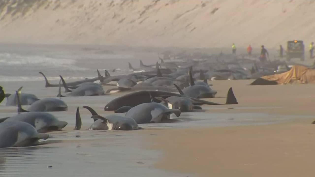 Beeld uit video: Australiërs proberen grote groep gestrande walvissen te redden