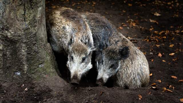 Grote meerderheid herten en zwijnen op de Veluwe moet ...