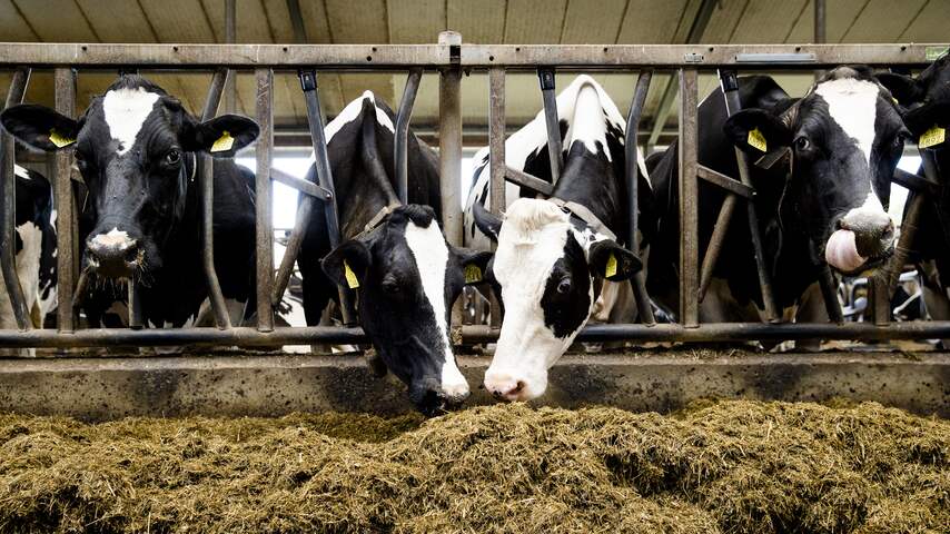 Gevoelig kabinetsadvies: minder vee en meer belasting om klimaatdoelen te halen