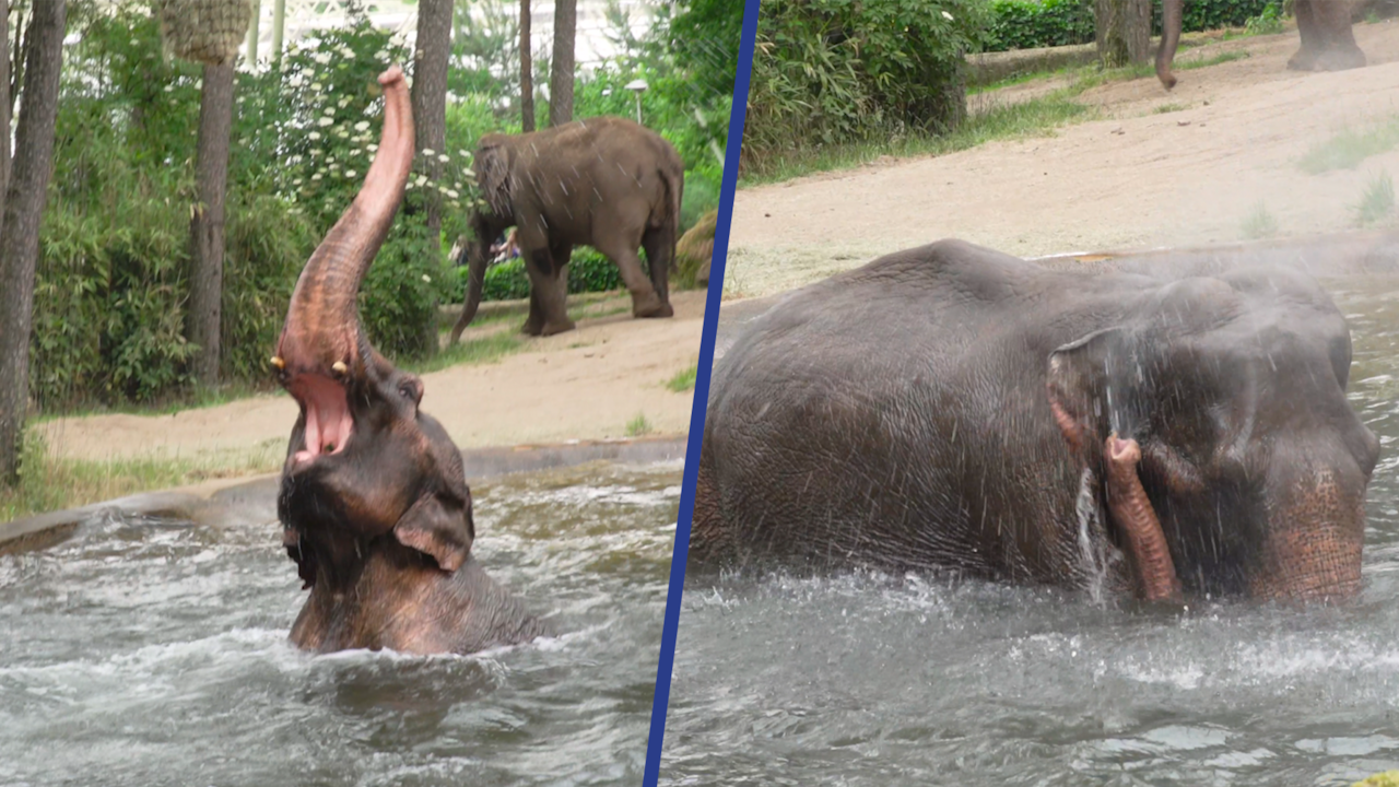 Beeld uit video: Olifant in Burgers' Zoo geniet van verkoelend bad