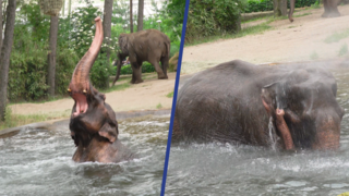 Olifant in Burgers' Zoo geniet van verkoelend bad