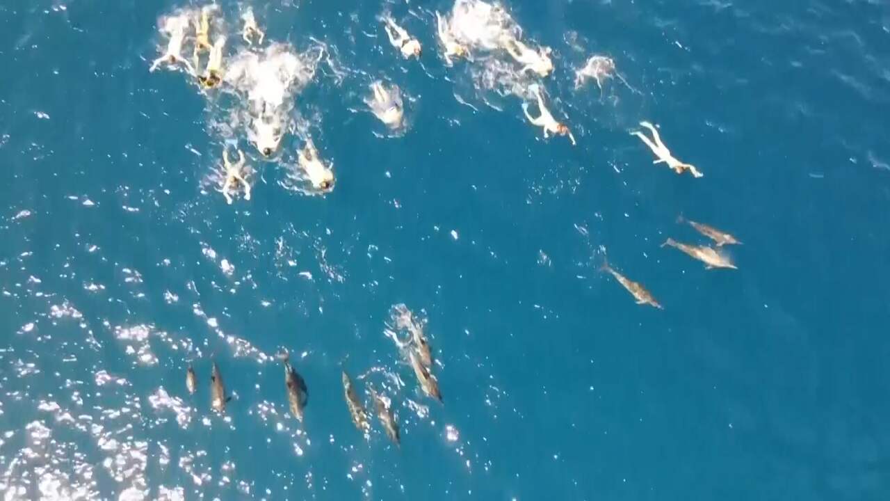 Beeld uit video: Politiedrone filmt zwemmers die dolfijnen lastigvallen in Hawaï