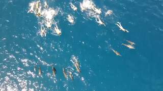Politiedrone filmt zwemmers die dolfijnen lastigvallen in Hawaï