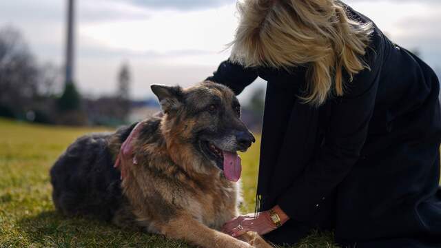 De dertienjarige Champ met first lady Jill Biden bij het Witte Huis in januari.