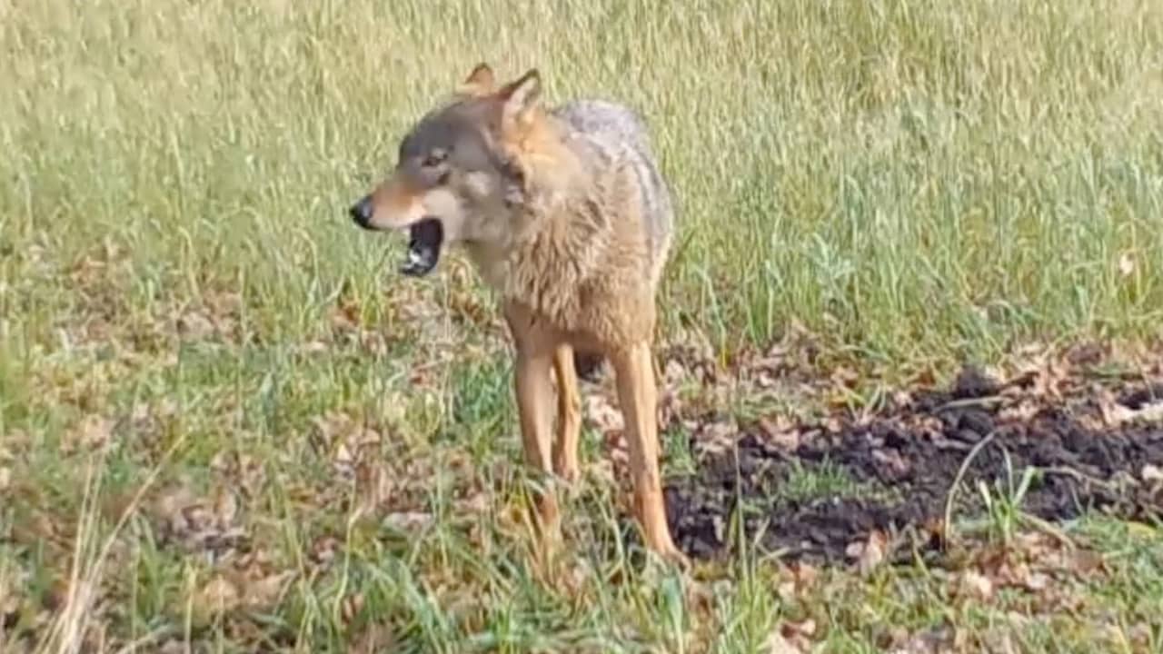 Beeld uit video: Wildcamera maakt unieke beelden van wolf op Sallandse Heuvelrug