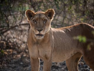 Voor het eerst sinds 2004 weer een leeuw gespot in Tsjadisch nationaal park