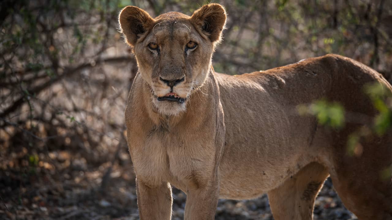 A lion was spotted in the Chadian National Park for the first time since 2004 |  the animals