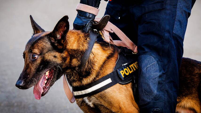 Politiehond