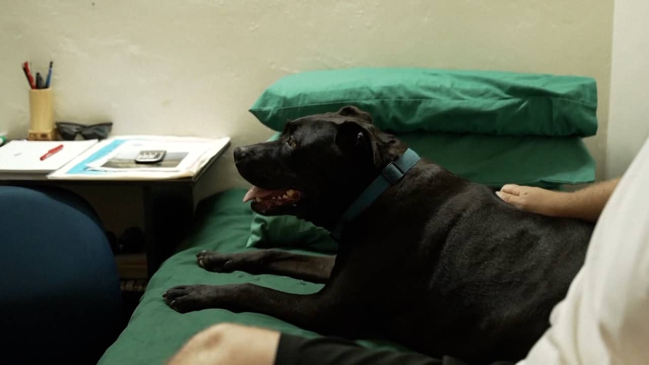 Beeld uit video: Hond met verlatingsangst vindt thuis in Australische gevangenis